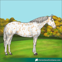Horse Color:Palomino Near Leopard