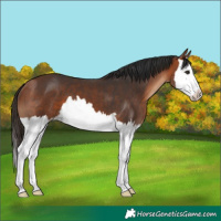 Horse Color:Bay Splash 
