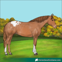 Horse Color:Chestnut Tobiano Blanket 