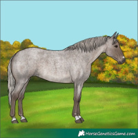 Horse Color:Silver Blue Roan