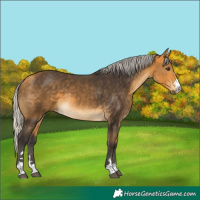 Horse Color:Silver Buckskin 
