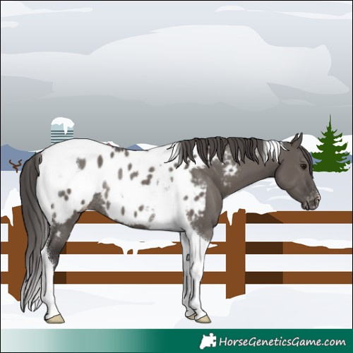 Horse Color:Smoky Grullo Tobiano Appaloosa Rabicano