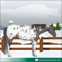 Horse Color:Smoky Grullo Tobiano Appaloosa Rabicano 