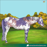 Horse Color:Watercolor White Spotted Brown Splash 