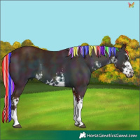 Horse Color:Painted Watercolor White Spotted Midnight Chocolate Palomino 