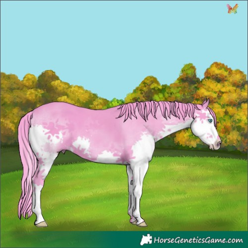 Horse Color:Watercolor Black Splash 