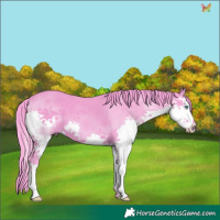 Horse Color:Watercolor Black Splash