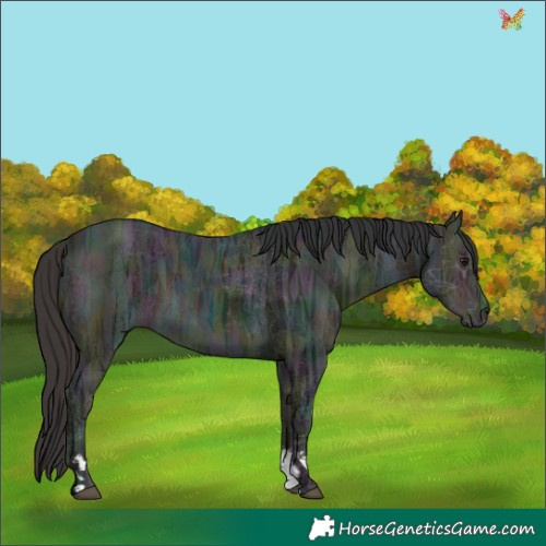 Horse Color:Unknown 