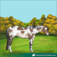 Horse Color:White Spotted Brown Dun 