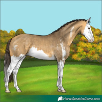 Horse Color:Buckskin Dun Sabino Splash