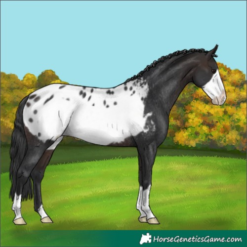 Horse Color:Brown Frame Appaloosa Rabicano