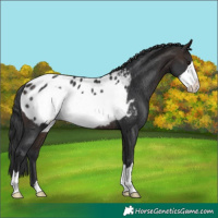 Horse Color:Brown Frame Blanket Rabicano