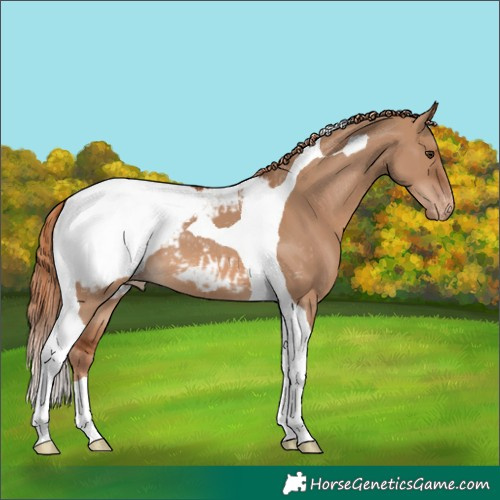 Horse Color:Red Dun Tobiano Appaloosa