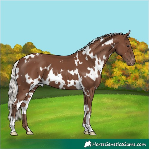 Horse Color:White Spotted Silver Black Appaloosa 