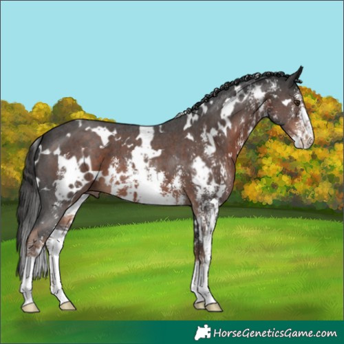 Horse Color:White Spotted Liver Chestnut Sabino