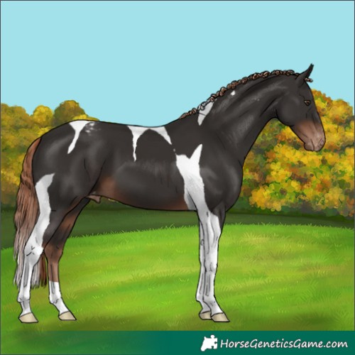 Horse Color:Liver Chestnut Tobiano Appaloosa