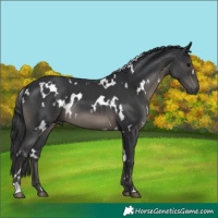Horse Color:White Spotted Black