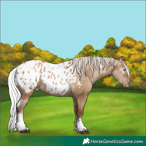 Horse Color:Gray Silver Grullo Pearl Merle Tobiano Blanket