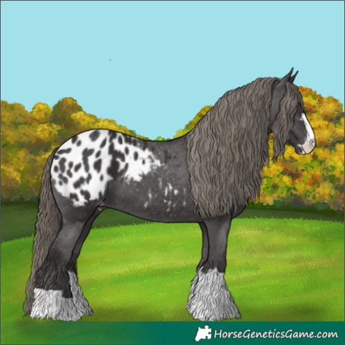 Horse Color:Smoky Black Appaloosa 