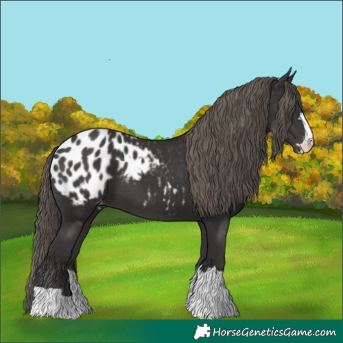 Horse Color:Smoky Black Appaloosa 