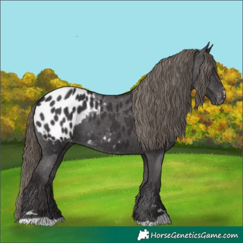 Horse Color:Smoky Black Appaloosa 