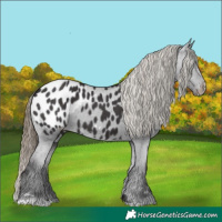 Horse Color:Smoky Black Appaloosa 