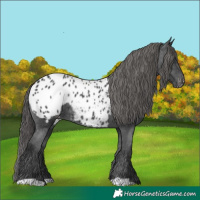 Horse Color:Black Blanket 