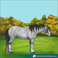 Horse Color:Blue Roan Sabino Splash and Blue Roan Sabino Splash