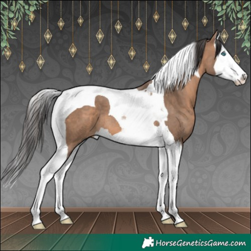 Horse Color:Brown Dun Splash Tobiano 
