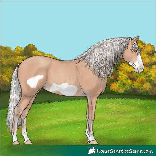 Horse Color:Silver Amber Champagne Frame 