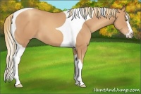 Horse Color:Gold Champagne Splash Tobiano 