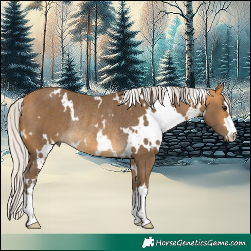 Horse Color:White Spotted Silver Buckskin Rabicano 