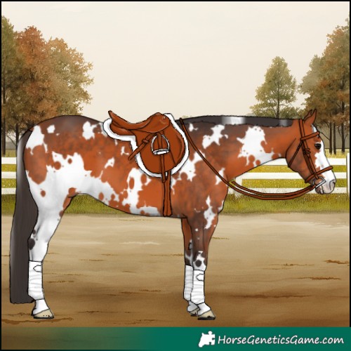 Horse Color:White Spotted Bay