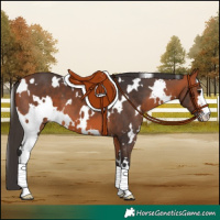 Horse Color:White Spotted Bay 