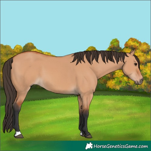 Horse Color:Bay Dun 