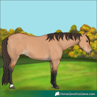 Horse Color:Bay Dun 