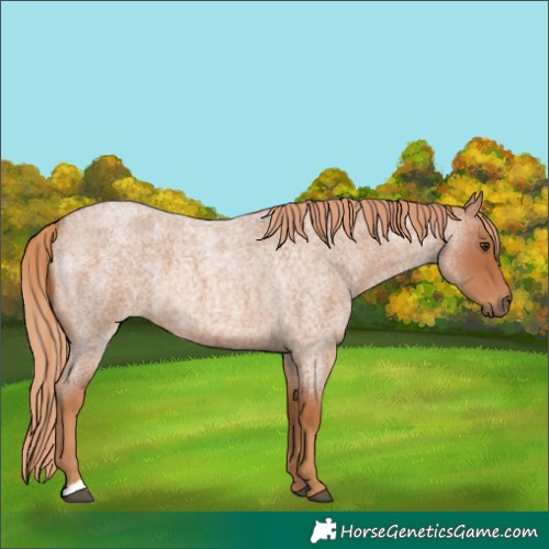 Horse Color:Red Roan 