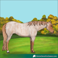 Horse Color:Red Roan