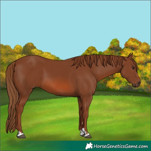 Horse Color:Chestnut 