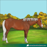Horse Color:Silver Bay 
