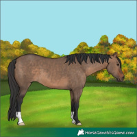 Horse Color:Brown Dun