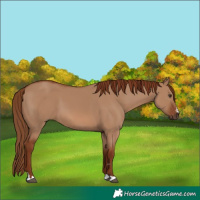 Horse Color:Red Dun 