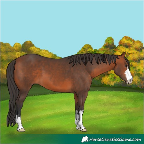 Horse Color:Bay 