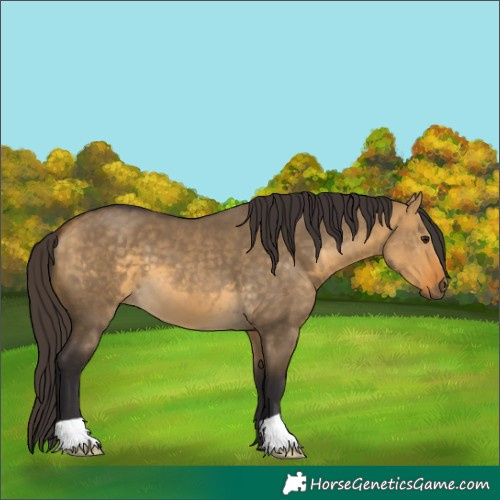 Horse Color:Buckskin Dun 