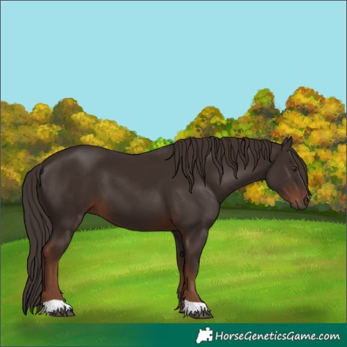 Horse Color:Liver Chestnut 