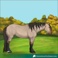 Horse Color:Bay Dun 