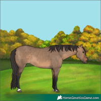 Horse Color:Brown Dun 
