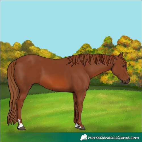Horse Color:Chestnut 