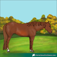 Horse Color:Chestnut 
