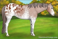 Horse Color:White Spotted Bay Appaloosa